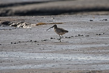 curlew on the beach