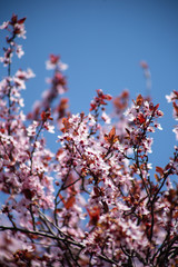 Spring cherry tree in full pink bloom