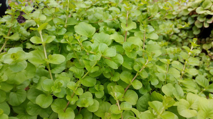 Lysimachia nummularia 'Aurea'