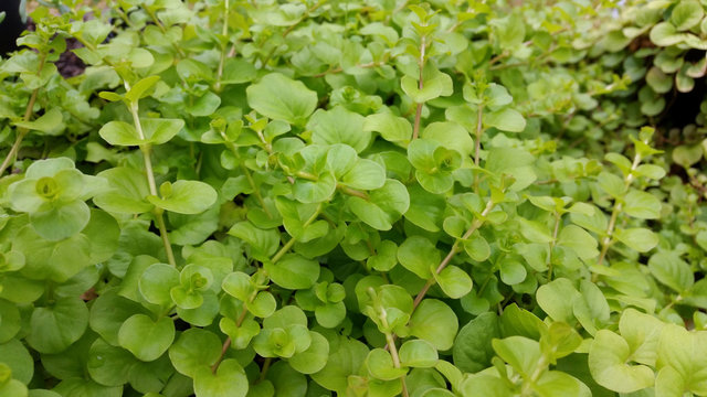 Lysimachia nummularia 'Aurea'