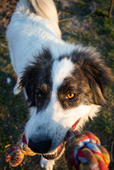 close up dog portrait playing with rope