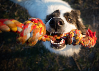 close up dog portrait playing with rope