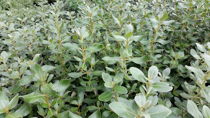 Olearia traversii