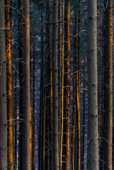 Waldsterben Fichten Borkenkäfer Befall Plage Zerstörung Rinde trocken Rodung Baumfäller Harvester Unterholz Abendsonne Struktur Hintergrund Symbol Bäume Stämme Äste Gefahr Bruch Förster Sauerland