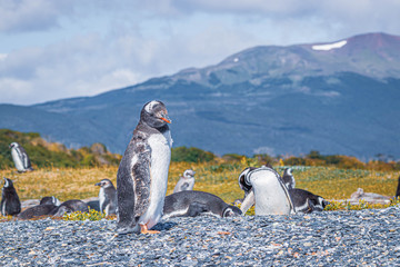 Penguins in Isla Martillo near Ushuaia in Tierra del Fuego (Argentina)