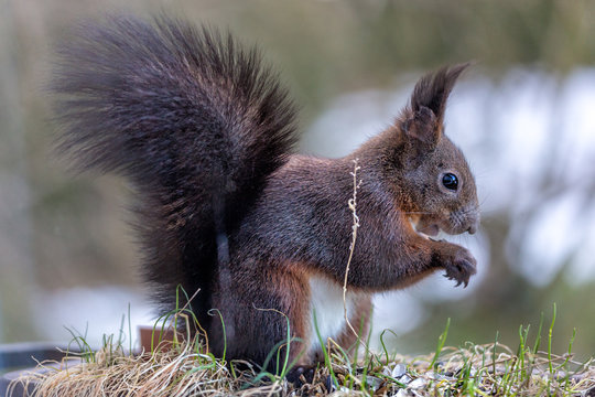 squirrel eating seeds