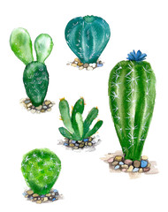 Watercolor cactus on the white background
