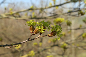 Gathering color tree branches in a park