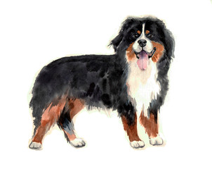 Watercolor funny dog on the white backround