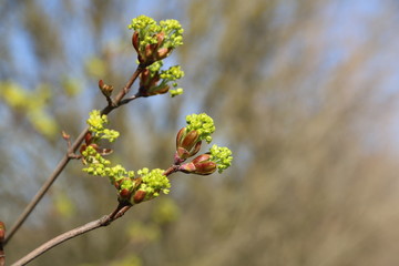 Gathering color tree branches in a park