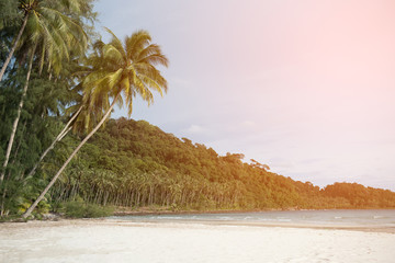 Coconut tree on beach in sunset time