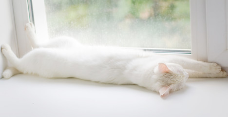 The concept of stay home. A white cat lies on a windowsill near the window.
