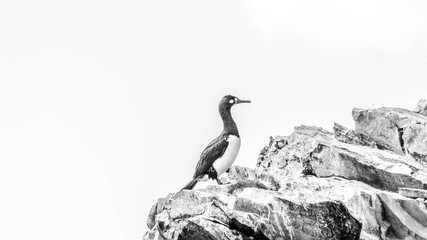 Flying penguins near Isla Martillo in Ushuaia, Terra del Fuego