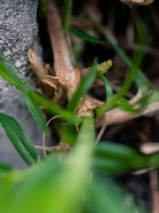 Green grass