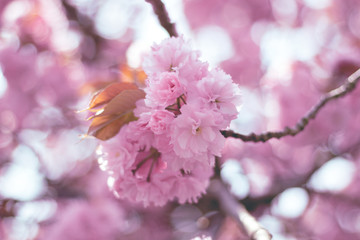 cherry blossom in spring