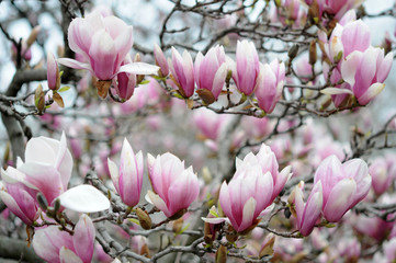 magnolia branches
