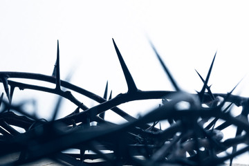 Crown of thorns on a white background - 336422485