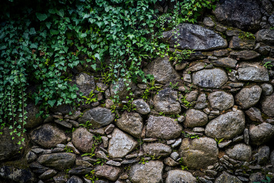 Muro de pidra con plantas verdes enredaderas