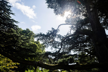 Arboretum, Parc Vallee aux Loups