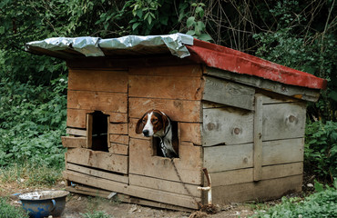 Dog on a chain peeks out from DIY dog house