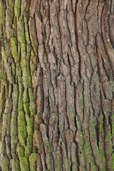 brown bark. may used as background.