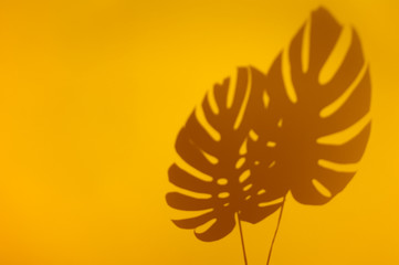 Monstera leaves shadow on vivid yellow background. Minimal summer concept with tropical shadows