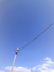 birds in the sky, clear sky is waiting for birds to fly - Kars, Turkey