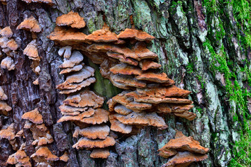 Absterbender Baumpilz an einem Nadelbaum