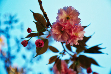 Finalmente primavera! Primo piano di albero di ciliegio da fiore (Prunus serrulata), fioritura sul...