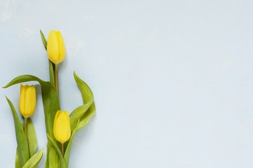 Bouquet of three yellow tulips on a blue background. Spring - poster with free text space. Women's day, mother's day greeting concept. Copy space, close up, top view, flat lay.