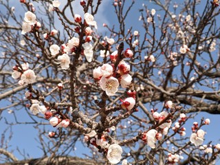 peach tree in bloom in early spring