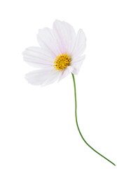 light pink Cosmos