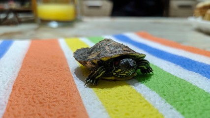A small turtle baby pet