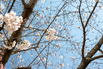 Spring is coming, a picture of cherry bloss