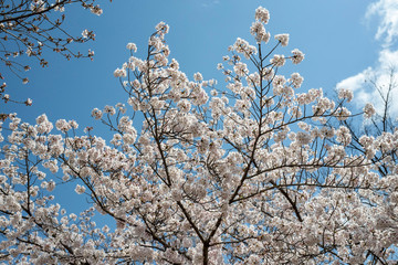 Spring is coming, a picture of cherry bloss