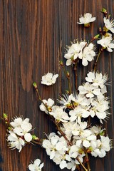 Twigs of blooming cherry on a brown wooden background. Place for text, copy space. Spring blooming branches, flat lay. Spring border background, flowering twig.