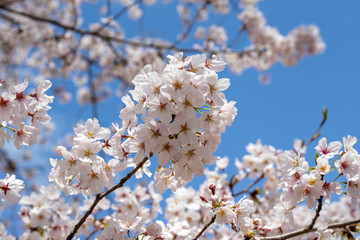 Spring is coming, a picture of cherry bloss