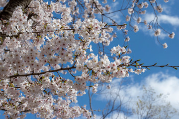 Spring is coming, a picture of cherry bloss