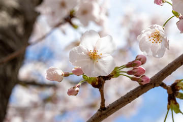 Obraz premium Spring is coming, a picture of cherry bloss