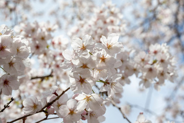 Spring is coming, a picture of cherry bloss
