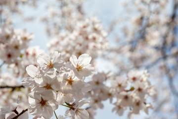 Obraz premium Spring is coming, a picture of cherry bloss