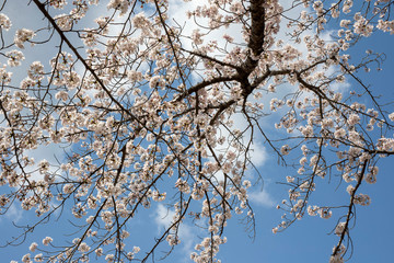 Spring is coming, a picture of cherry bloss