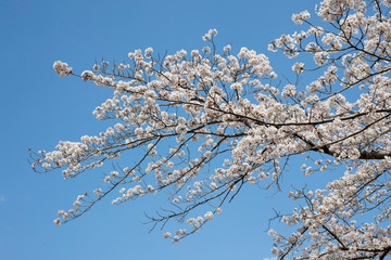 Spring is coming, a picture of cherry bloss