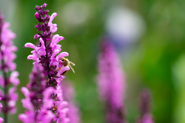Obraz premium Pink Salvia with Bee