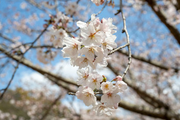 Spring is coming, a picture of cherry bloss