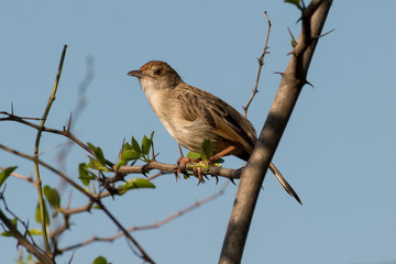 Cisticole à sonnette,.Cisticola tinniens, Levaillant's Cisticola