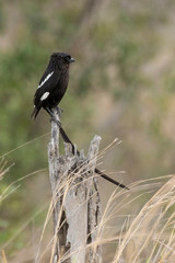 Corvinelle noir et blanc,.Urolestes melanoleucus, Magpie Shrike
