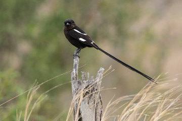 Corvinelle noir et blanc,.Urolestes melanoleucus, Magpie Shrike
