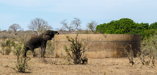 Fototapeta premium Eléphant d'Afrique, réservoir d'eau, Loxodonta africana, Parc national Kruger, Afrique du Sud