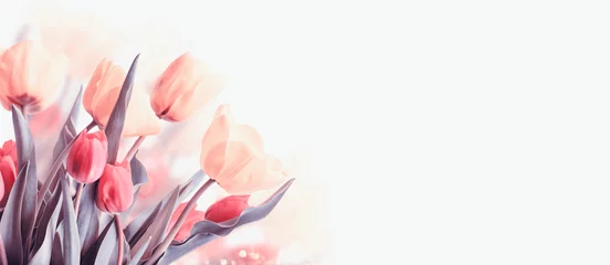 Foto op Plexiglas Closeup of blooming tulip flower in spring on pastel bokeh background. © hitdelight